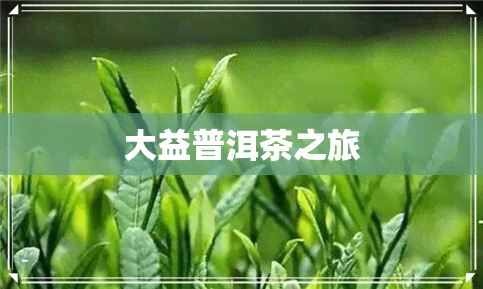 大益普洱茶之旅