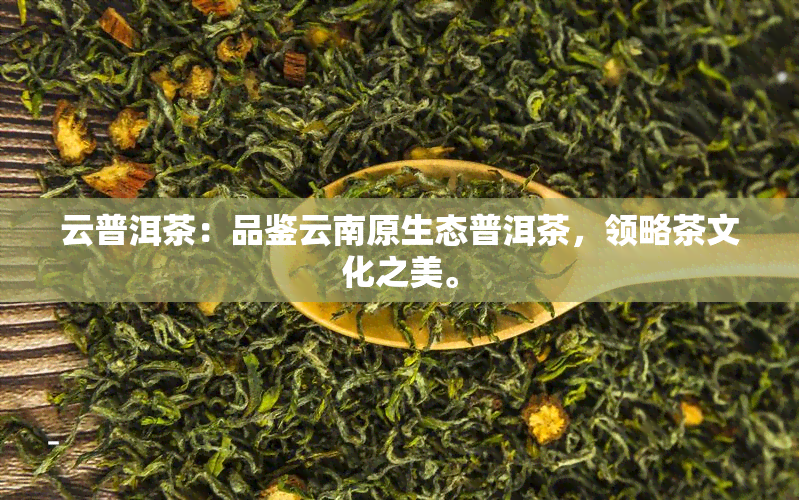 云普洱茶：品鉴云南原生态普洱茶，领略茶文化之美。