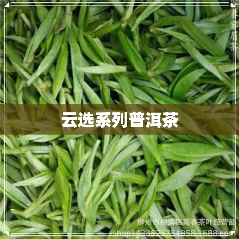 云选系列普洱茶