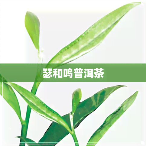 瑟和鸣普洱茶