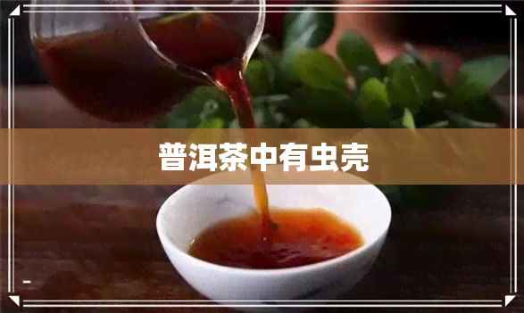 普洱茶中有虫壳