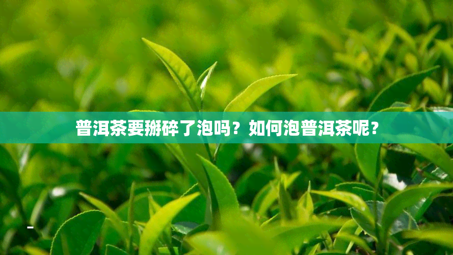 普洱茶要掰碎了泡吗？如何泡普洱茶呢？