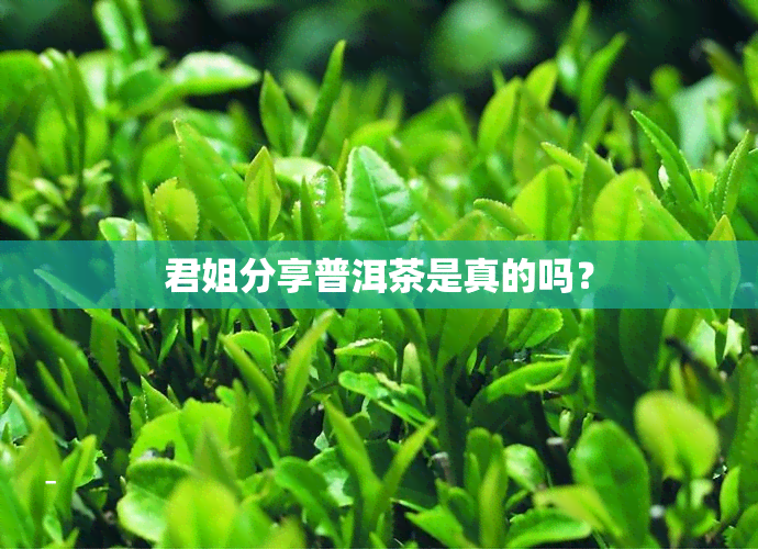 君姐分享普洱茶是真的吗？