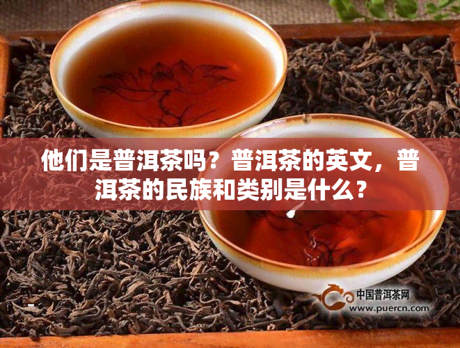 他们是普洱茶吗？普洱茶的英文，普洱茶的民族和类别是什么？