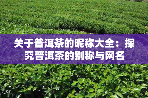 关于普洱茶的昵称大全：探究普洱茶的别称与网名