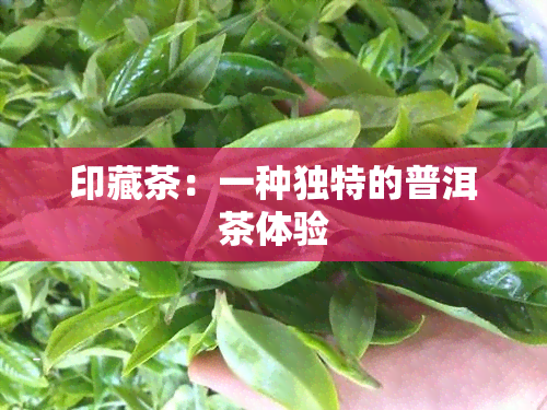 印藏茶：一种独特的普洱茶体验