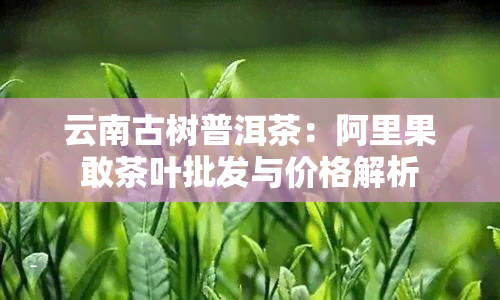 云南古树普洱茶：阿里果敢茶叶批发与价格解析