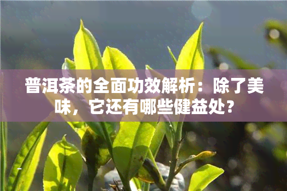 普洱茶的全面功效解析：除了美味，它还有哪些健益处？