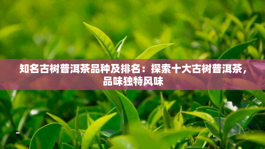 知名古树普洱茶品种及排名：探索十大古树普洱茶，品味独特风味