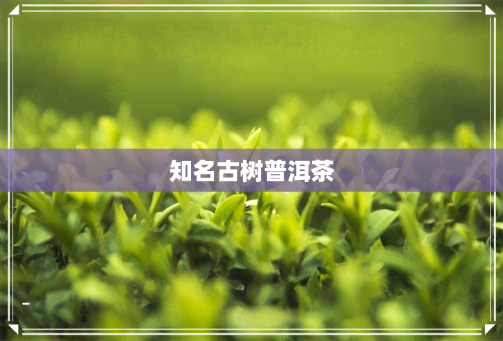 知名古树普洱茶