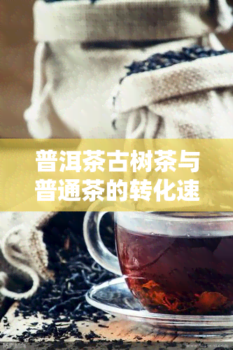 普洱茶古树茶与普通茶的转化速度对比：哪个更快？同时探讨其他影响因素