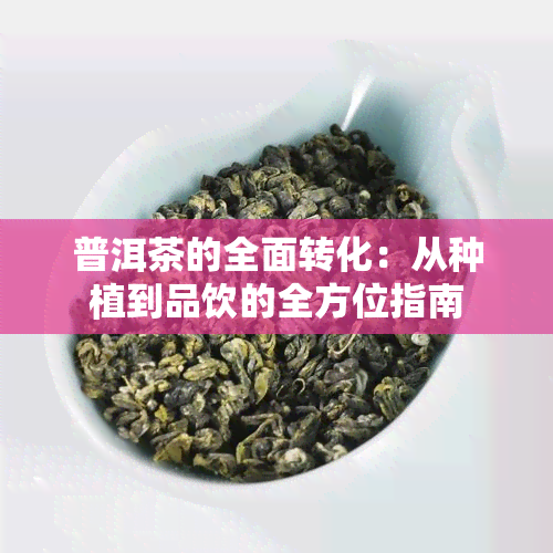 普洱茶的全面转化：从种植到品饮的全方位指南