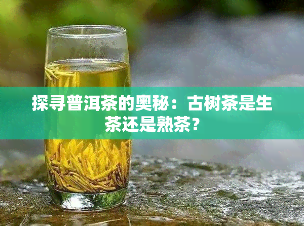 探寻普洱茶的奥秘：古树茶是生茶还是熟茶？