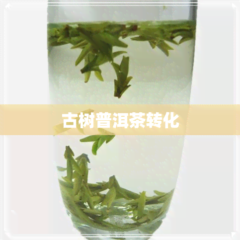 古树普洱茶转化