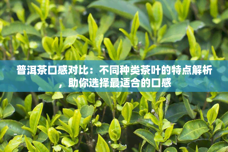 普洱茶口感对比：不同种类茶叶的特点解析，助你选择最适合的口感