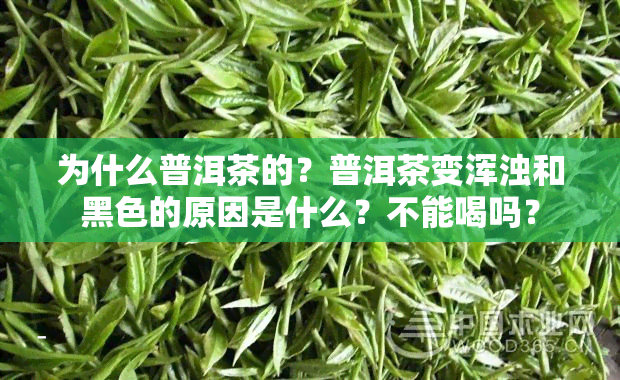 为什么普洱茶的？普洱茶变浑浊和黑色的原因是什么？不能喝吗？