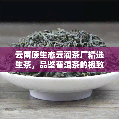 云南原生态云润茶厂精选生茶，品鉴普洱茶的极致韵味