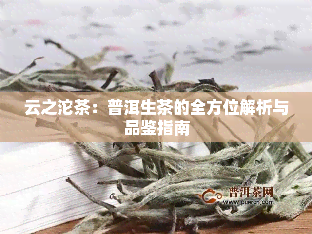 云之沱茶：普洱生茶的全方位解析与品鉴指南