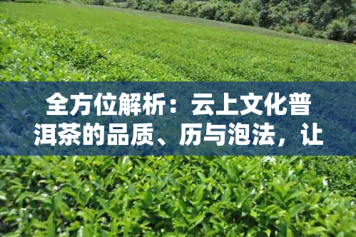 全方位解析：云上文化普洱茶的品质、历与泡法，让你轻松成为茶艺达人！