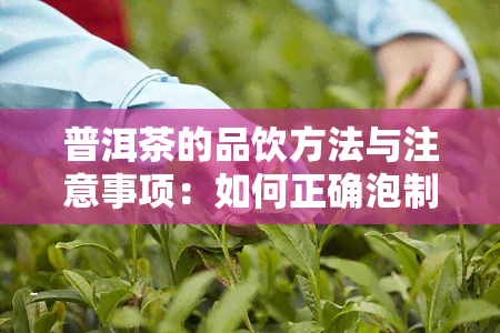 普洱茶的品饮方法与注意事项：如何正确泡制与品尝普洱茶？