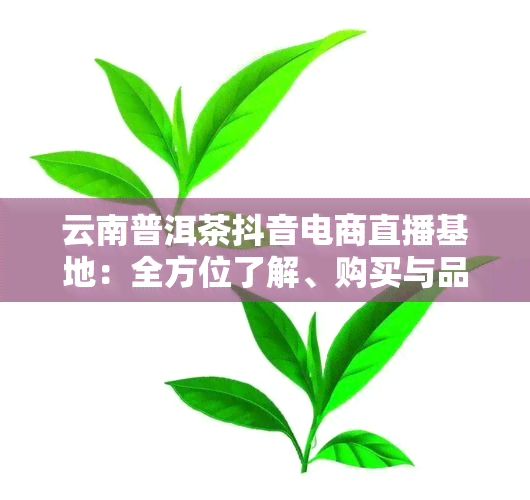 云南普洱茶抖音电商直播基地：全方位了解、购买与品鉴云南普洱茶的选择