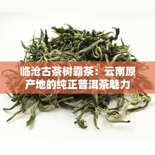 临沧古茶树霸茶：云南原产地的纯正普洱茶魅力