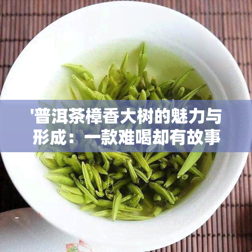 '普洱茶樟香大树的魅力与形成：一款难喝却有故事的老树普洱茶'