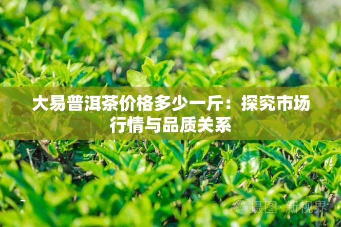 大易普洱茶价格多少一斤：探究市场行情与品质关系