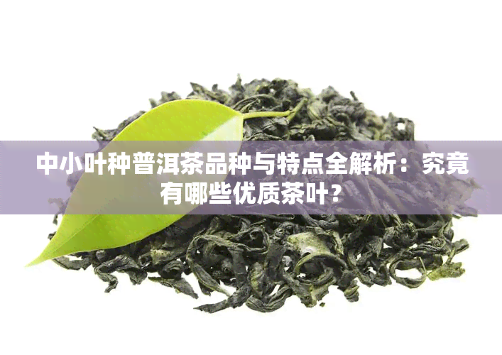 中小叶种普洱茶品种与特点全解析：究竟有哪些优质茶叶？