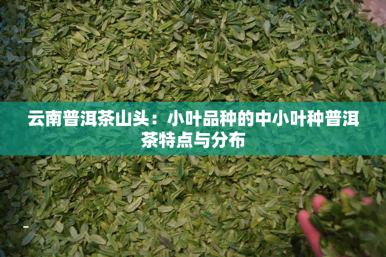 云南普洱茶山头：小叶品种的中小叶种普洱茶特点与分布