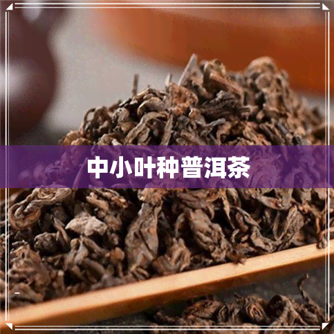 中小叶种普洱茶