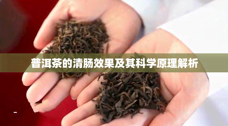 普洱茶的清肠效果及其科学原理解析