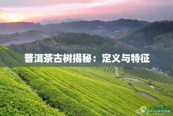 普洱茶古树揭秘：定义与特征