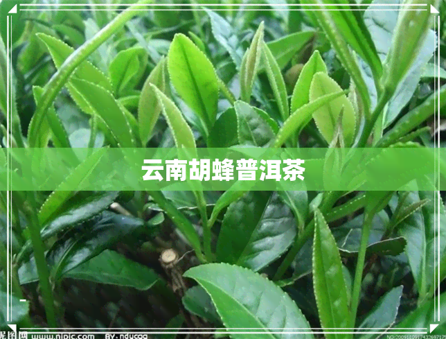 云南胡蜂普洱茶