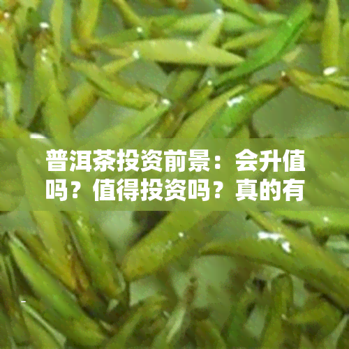 普洱茶投资前景：会升值吗？值得投资吗？真的有投资价值吗？