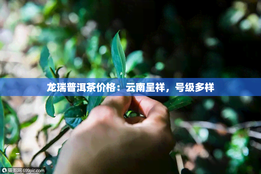 龙瑞普洱茶价格：云南呈祥，号级多样