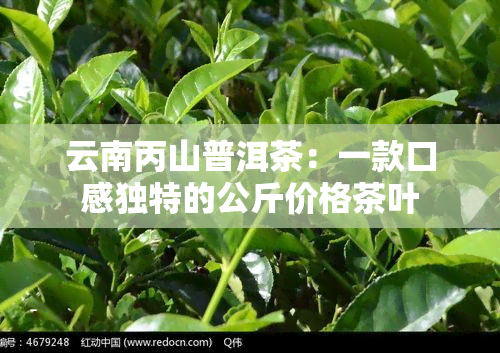 云南丙山普洱茶：一款口感独特的公斤价格茶叶