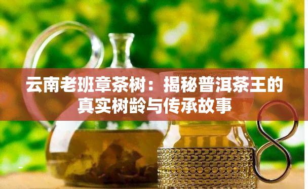 云南老班章茶树：揭秘普洱茶王的真实树龄与传承故事