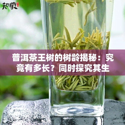 普洱茶王树的树龄揭秘：究竟有多长？同时探究其生长环境和特点