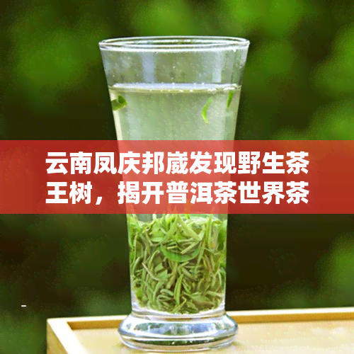 云南凤庆邦崴发现野生茶王树，揭开普洱茶世界茶树王的神秘面纱