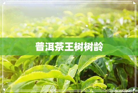 普洱茶王树树龄