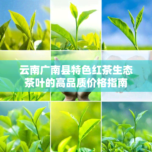 云南广南县特色红茶生态茶叶的高品质价格指南