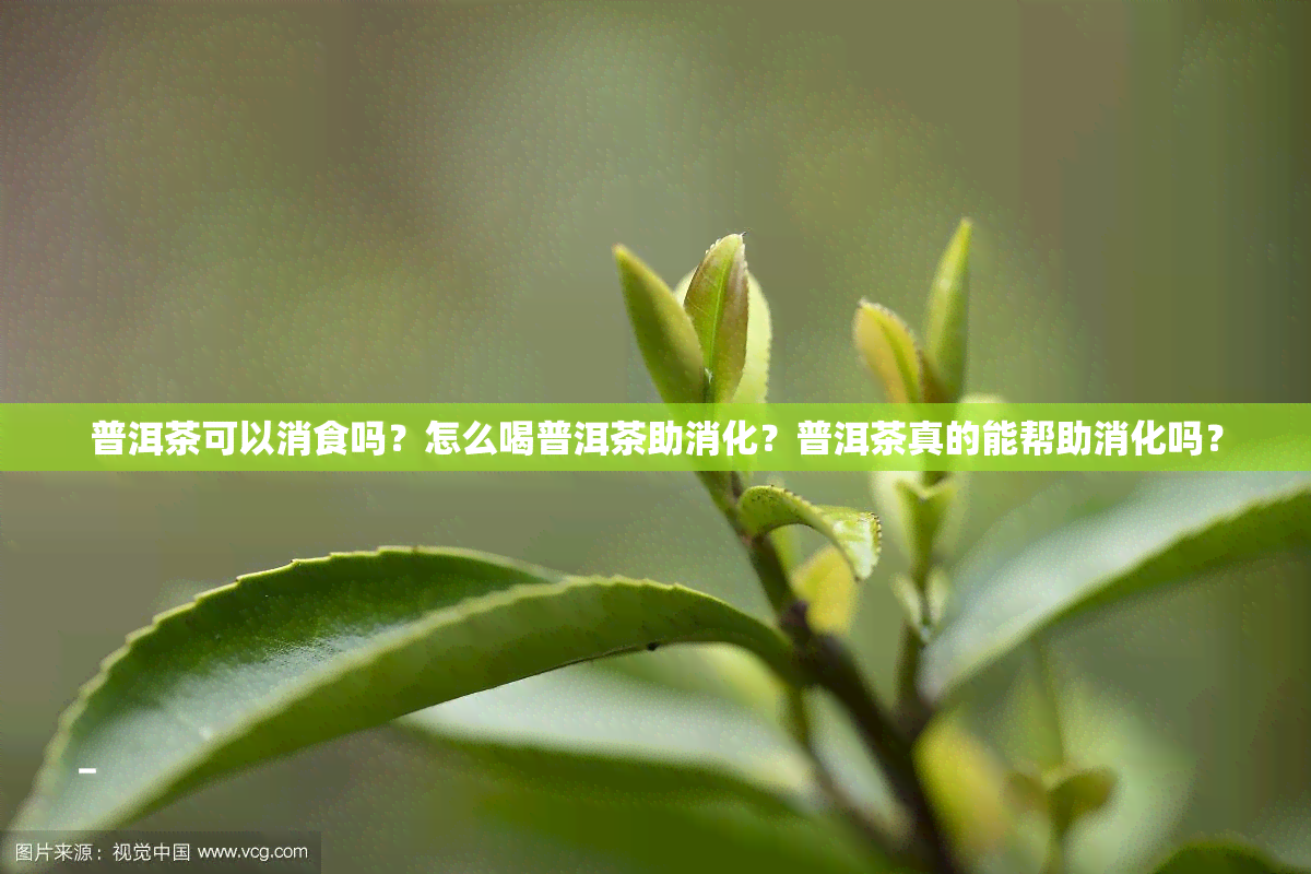 普洱茶可以消食吗？怎么喝普洱茶助消化？普洱茶真的能帮助消化吗？