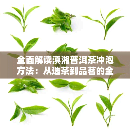 全面解读滇湘普洱茶冲泡方法：从选茶到品茗的全方位指南