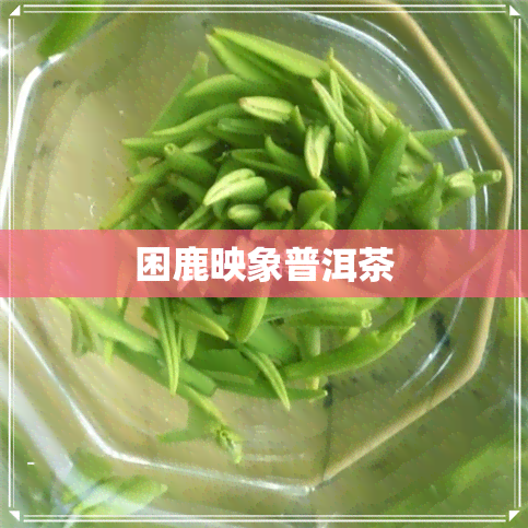 困鹿映象普洱茶