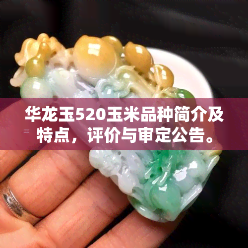 华龙玉520玉米品种简介及特点，评价与审定公告。