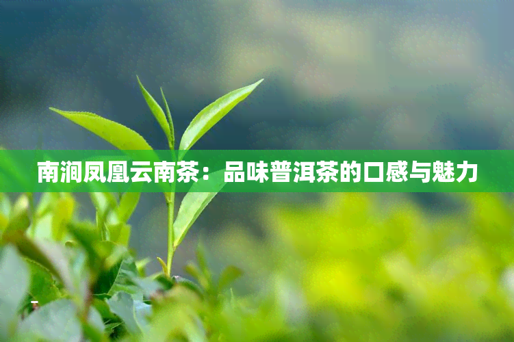 南涧凤凰云南茶：品味普洱茶的口感与魅力