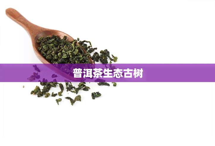 普洱茶生态古树