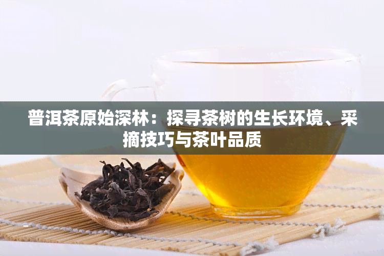 普洱茶原始深林：探寻茶树的生长环境、采摘技巧与茶叶品质