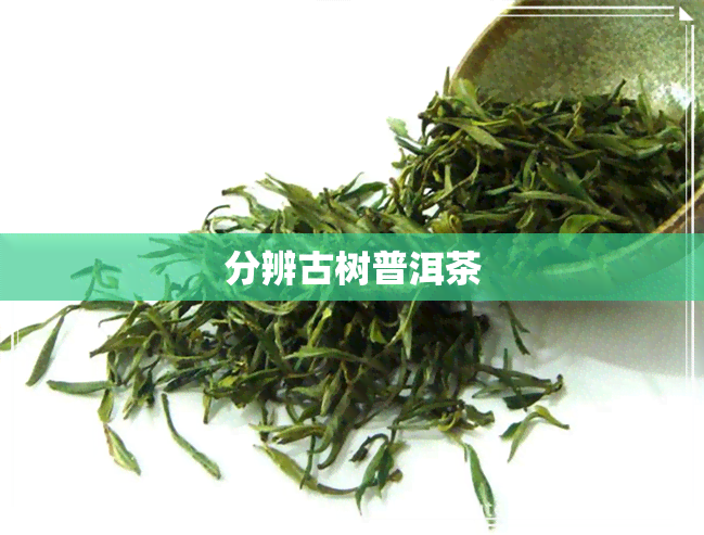 分辨古树普洱茶